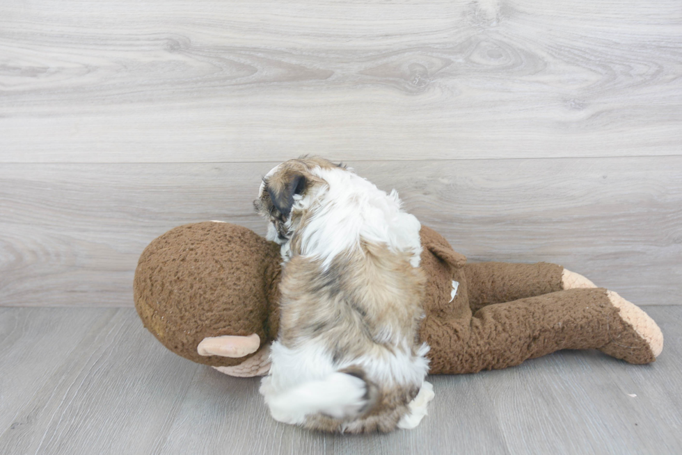 Teddy Bear Pup Being Cute