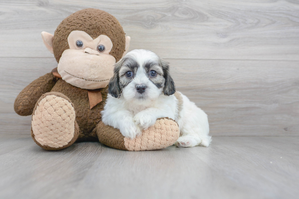 Teddy Bear Puppy for Adoption