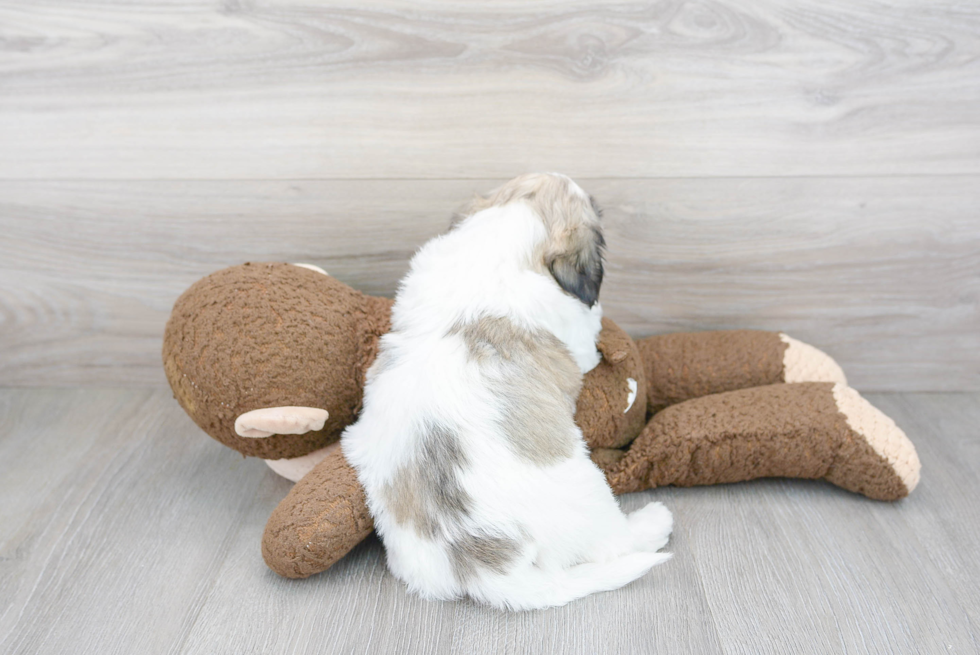 Teddy Bear Puppy for Adoption
