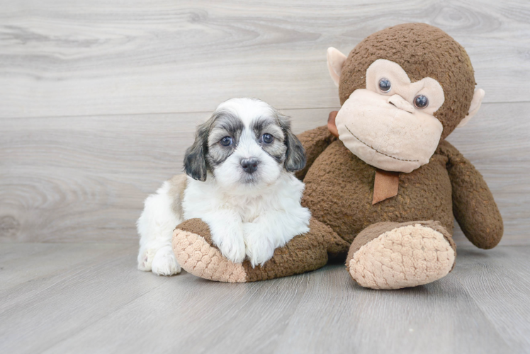 Little Shichon Designer Puppy