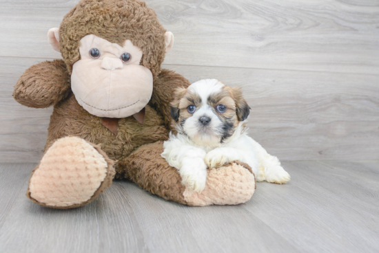 Teddy Bear Pup Being Cute