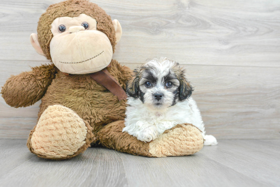 Teddy Bear Pup Being Cute