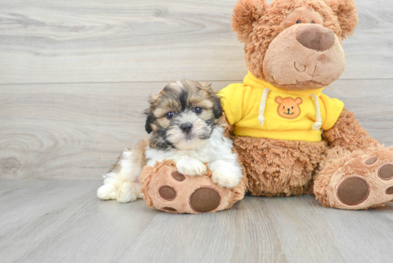 Teddy Bear Pup Being Cute