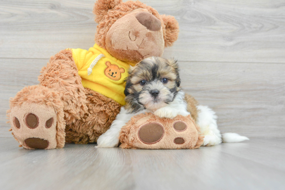 Happy Teddy Bear Baby