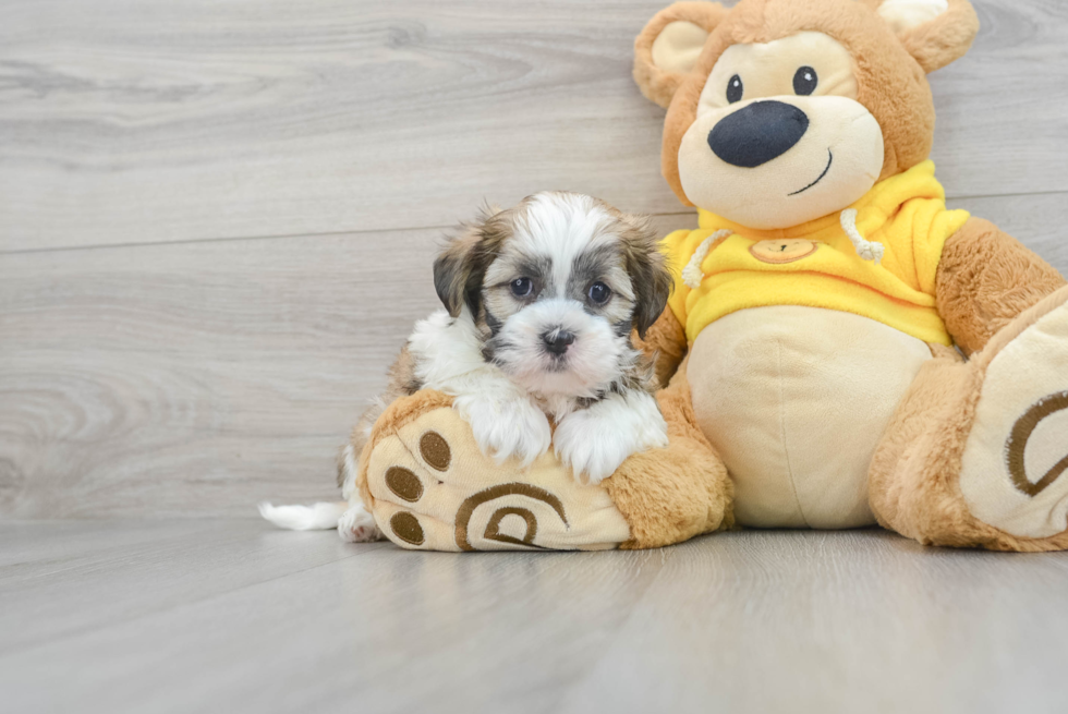 Hypoallergenic Shi Chon Designer Puppy
