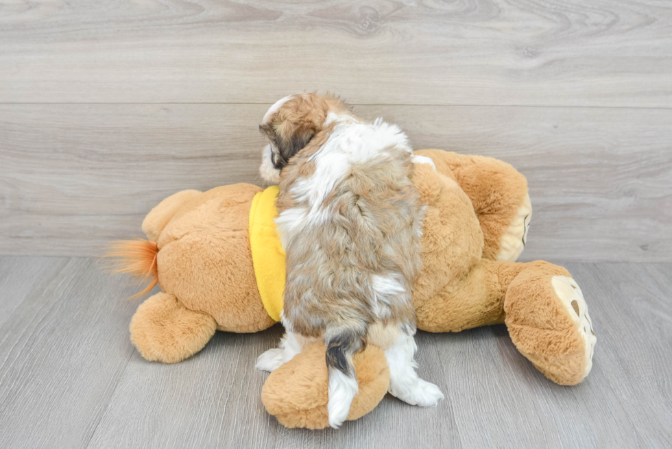 Funny Teddy Bear Designer Pup