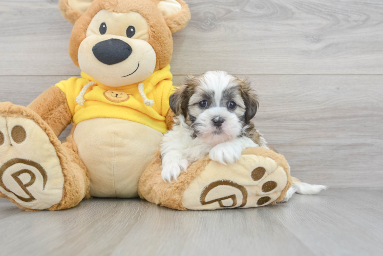 Best Teddy Bear Baby