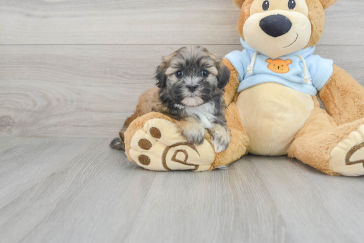 Teddy Bear Pup Being Cute