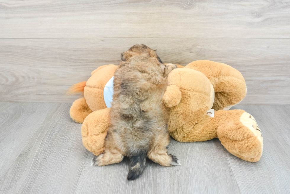 Teddy Bear Pup Being Cute