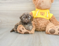 8 week old Teddy Bear Puppy For Sale - Premier Pups