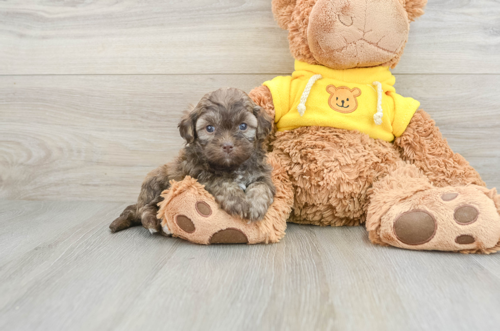 5 week old Teddy Bear Puppy For Sale - Premier Pups