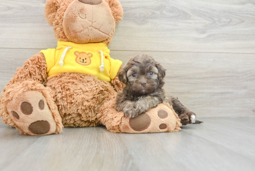 Teddy Bear Pup Being Cute