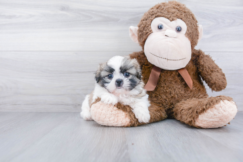 Teddy Bear Pup Being Cute