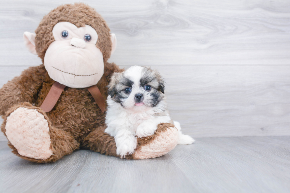 Fluffy Teddy Bear Designer Pup