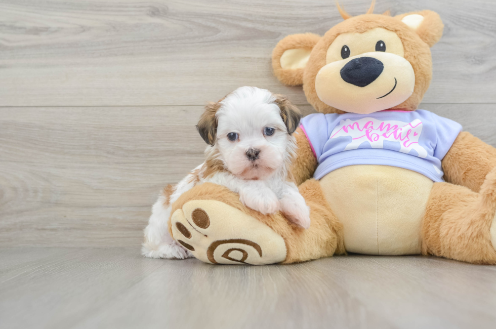 5 week old Teddy Bear Puppy For Sale - Premier Pups