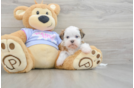 Best Teddy Bear Baby