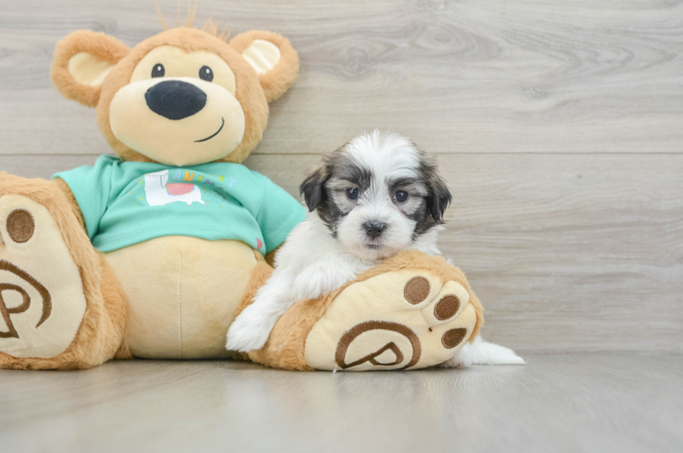 5 week old Teddy Bear Puppy For Sale - Premier Pups