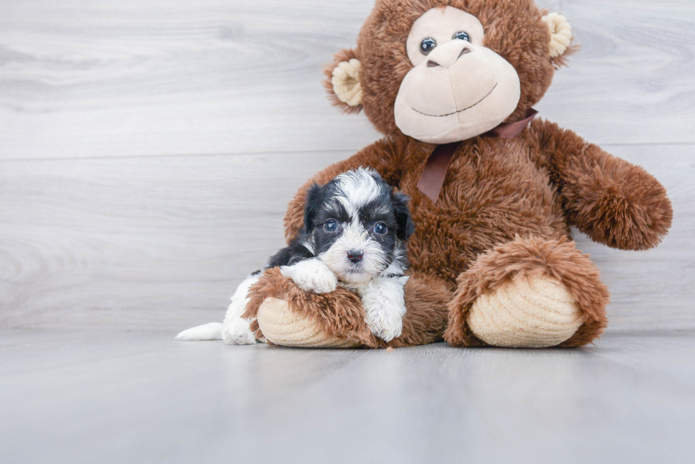 Teddy Bear Pup Being Cute