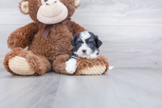 Fluffy Teddy Bear Designer Pup