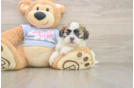 Best Teddy Bear Baby