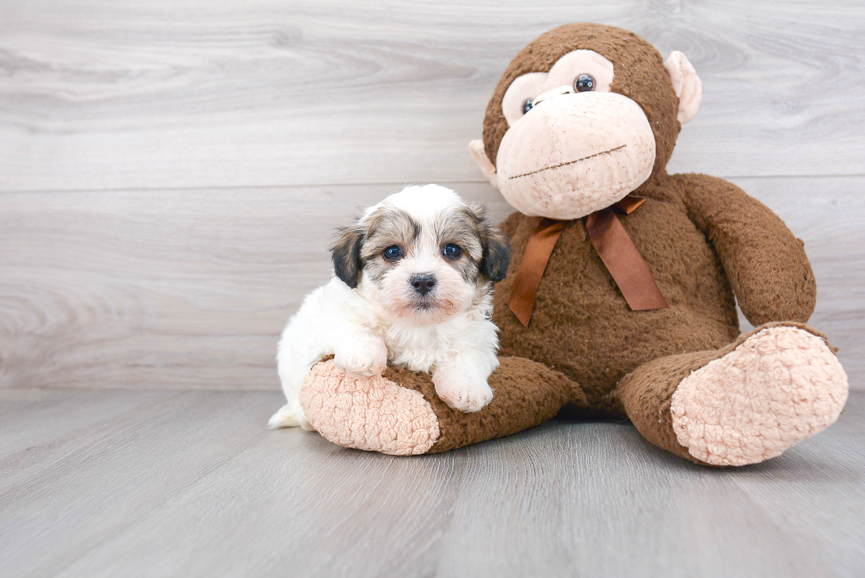 Hypoallergenic Shit Designer Puppy