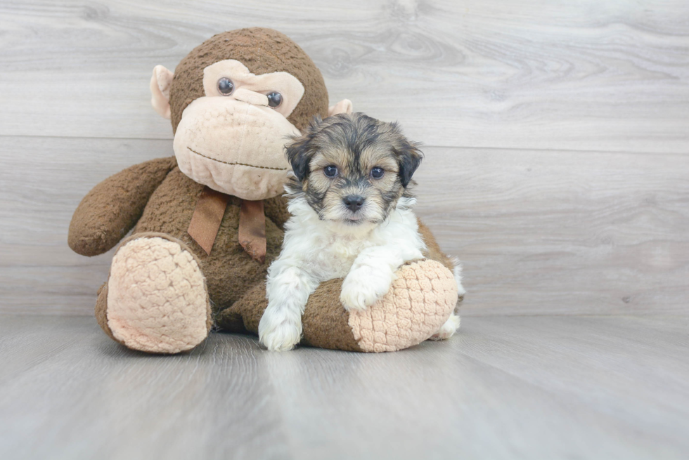 Petite Teddy Bear Designer Pup