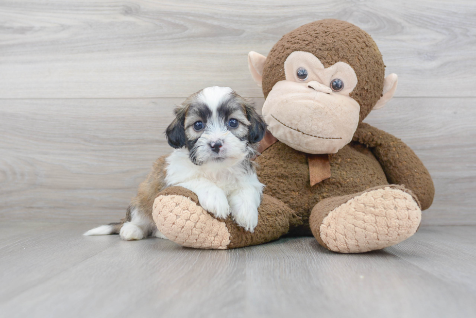 Teddy Bear Pup Being Cute