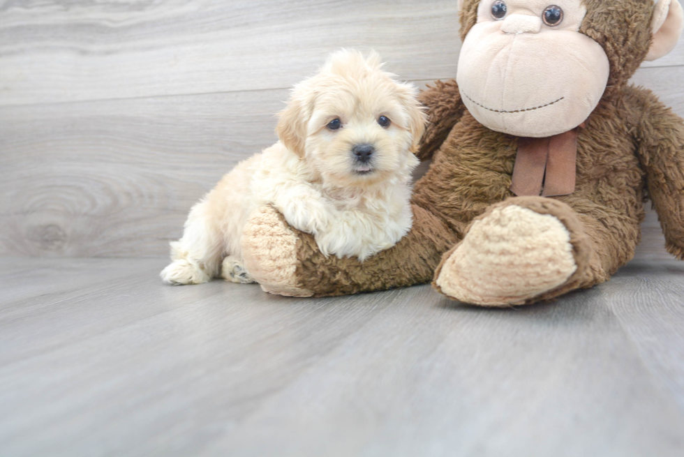 Petite Teddy Bear Designer Pup