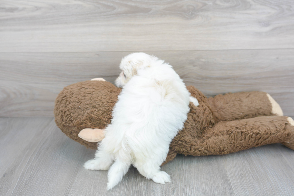 Best Teddy Bear Baby