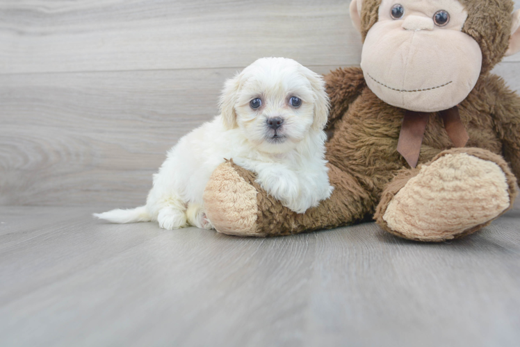 Teddy Bear Puppy for Adoption