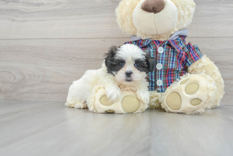 Cute Teddy Bear Baby