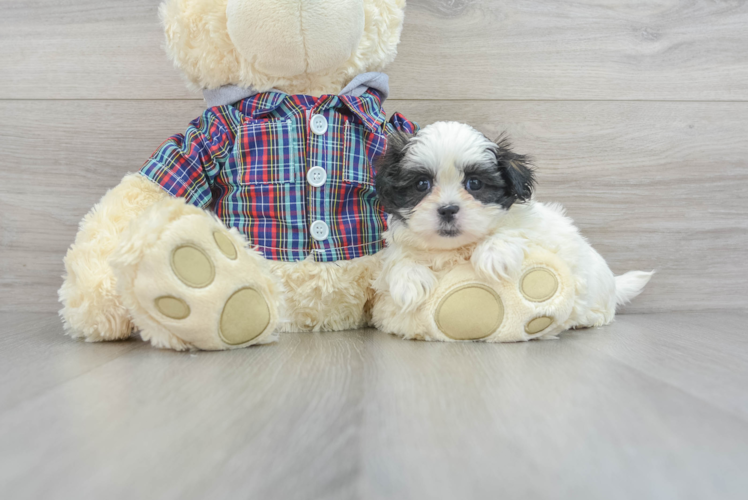 Teddy Bear Pup Being Cute