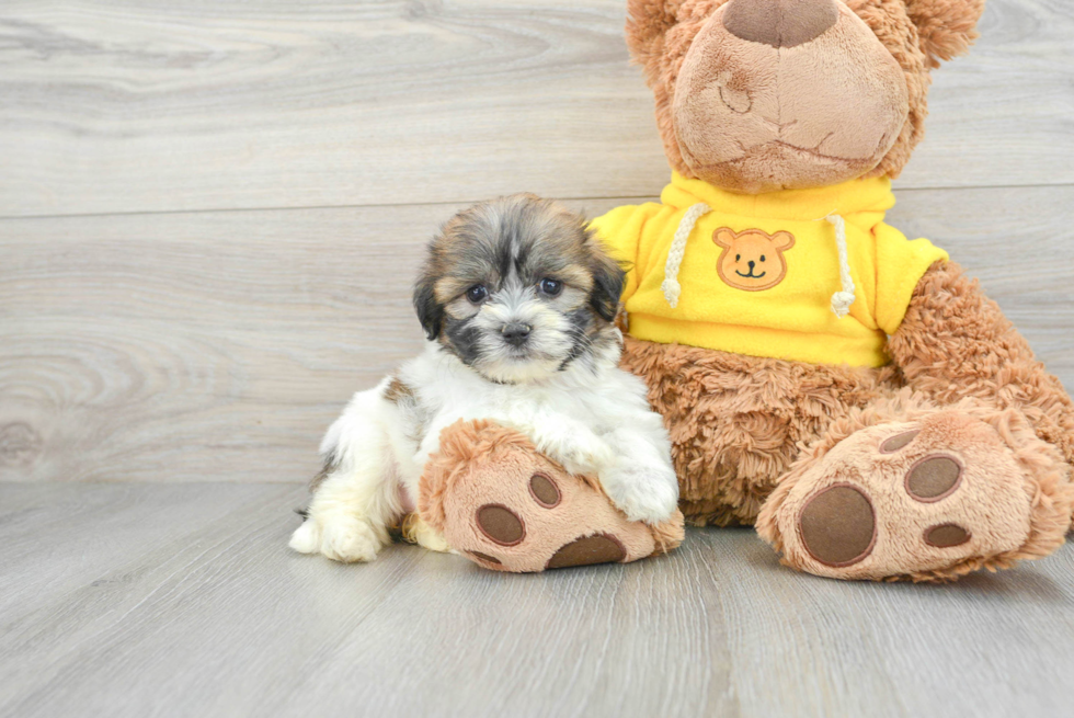 Teddy Bear Pup Being Cute