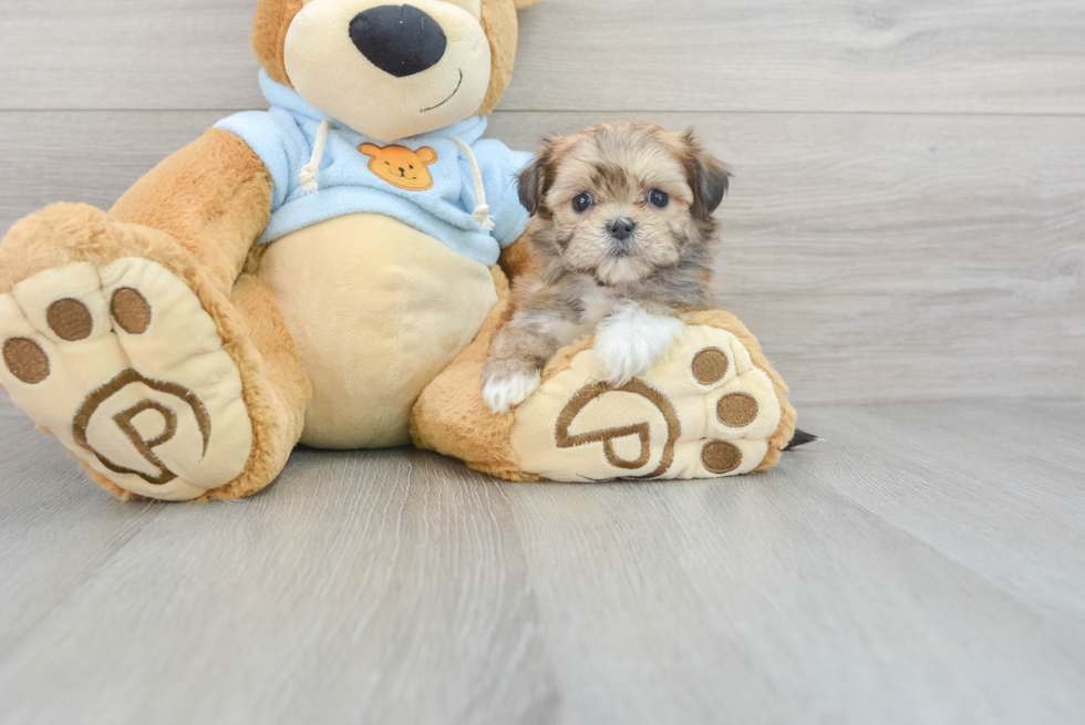 Funny Teddy Bear Designer Pup