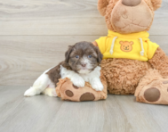 8 week old Teddy Bear Puppy For Sale - Premier Pups