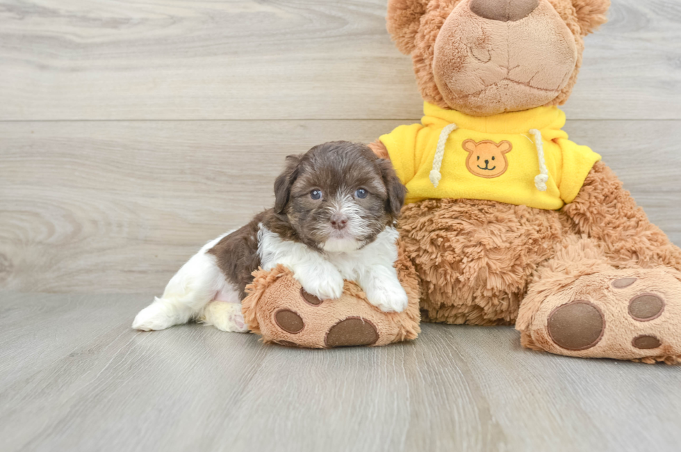 5 week old Teddy Bear Puppy For Sale - Premier Pups