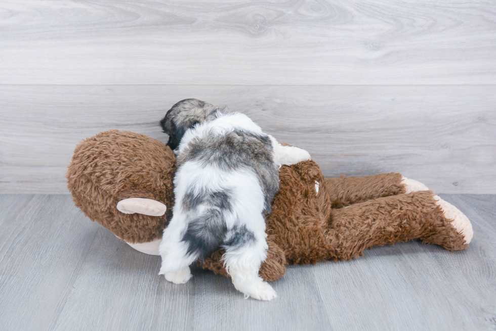 Funny Teddy Bear Designer Pup