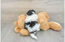 Hypoallergenic Shit Designer Puppy