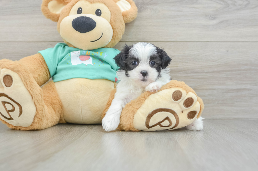 5 week old Teddy Bear Puppy For Sale - Premier Pups