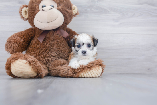 Playful Shichon Designer Puppy