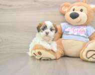9 week old Teddy Bear Puppy For Sale - Premier Pups