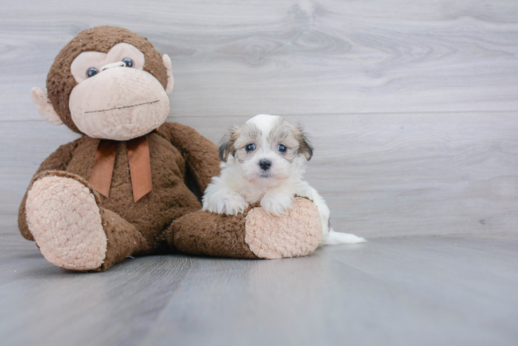 Smart Teddy Bear Designer Pup