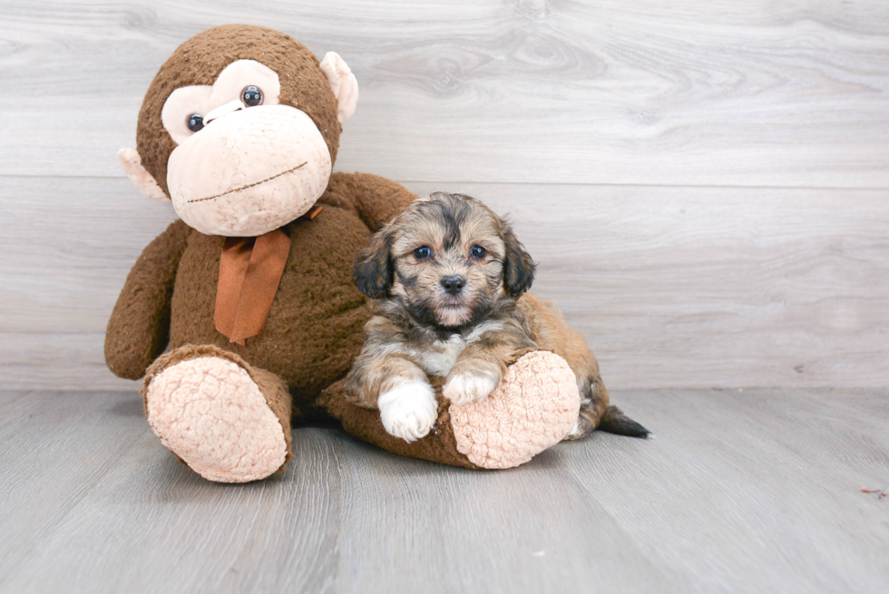 Teddy Bear Pup Being Cute