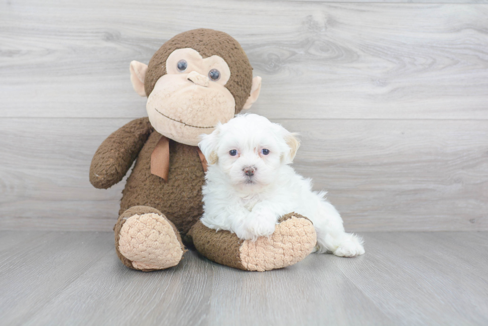 Teddy Bear Pup Being Cute