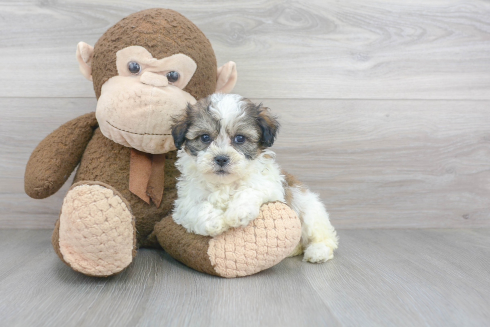 Energetic Shichon Designer Puppy