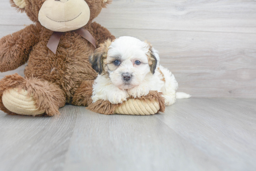 Teddy Bear Pup Being Cute