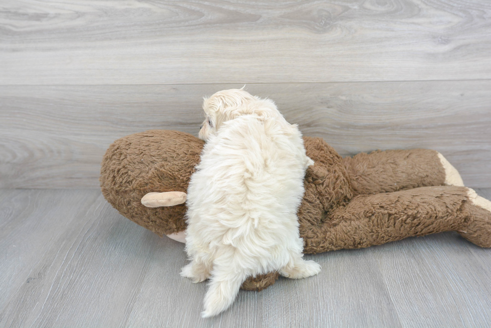 Funny Teddy Bear Designer Pup