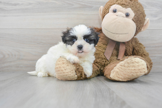 Fluffy Teddy Bear Designer Pup