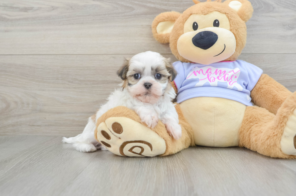 5 week old Teddy Bear Puppy For Sale - Premier Pups