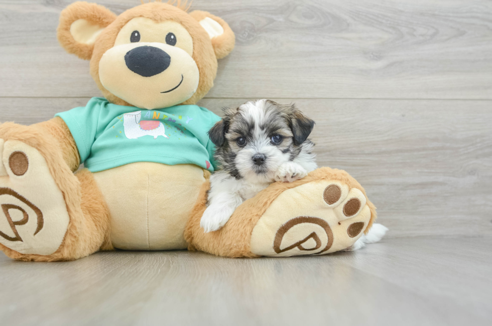 5 week old Teddy Bear Puppy For Sale - Premier Pups